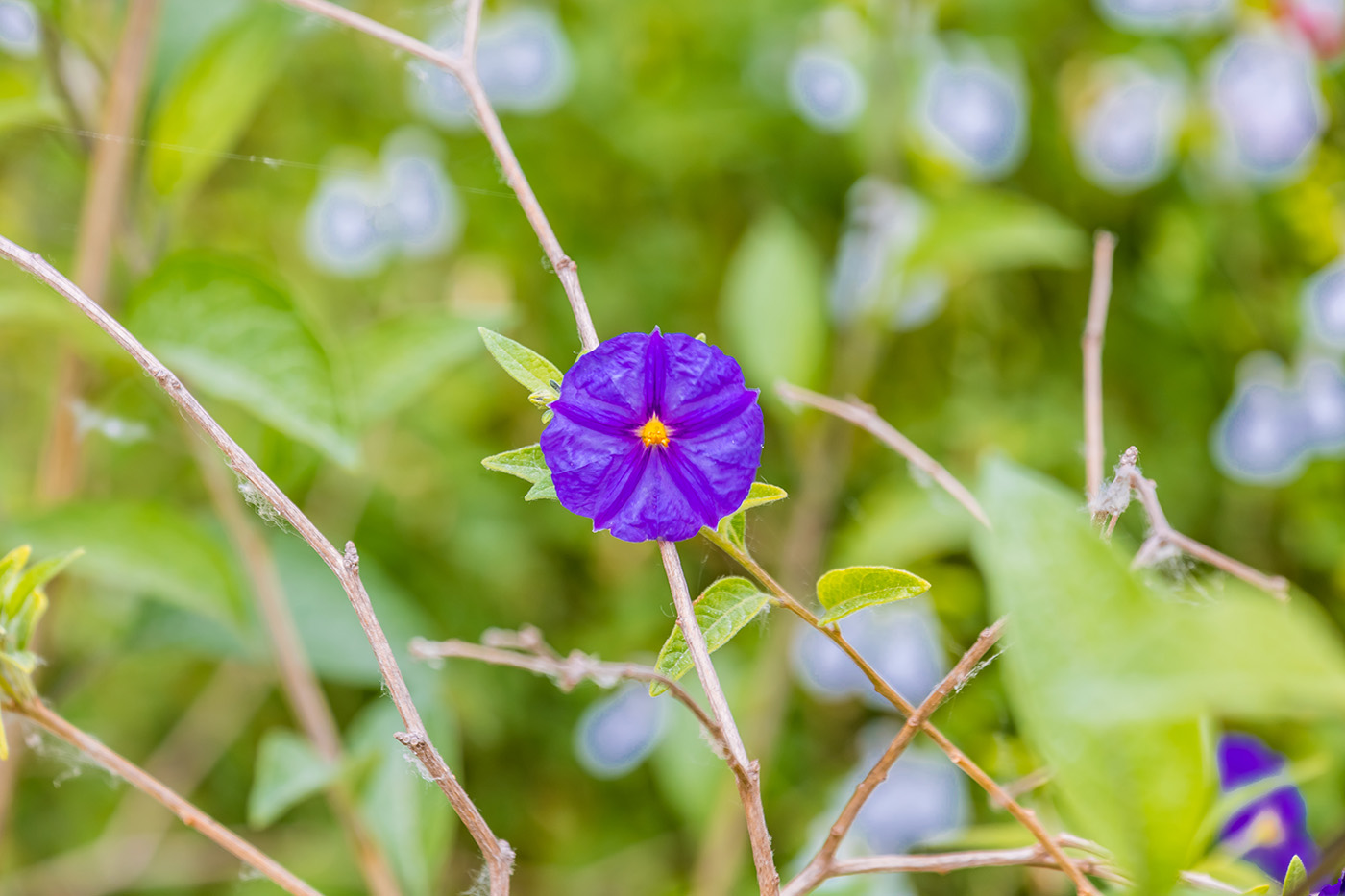 Solanum rantonnetii